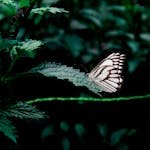 A beautiful butterfly delicately perched on a leaf surrounded by lush green foliage.