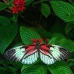 A striking red, black, and white butterfly rests on vivid green leaves with red flowers in the background.