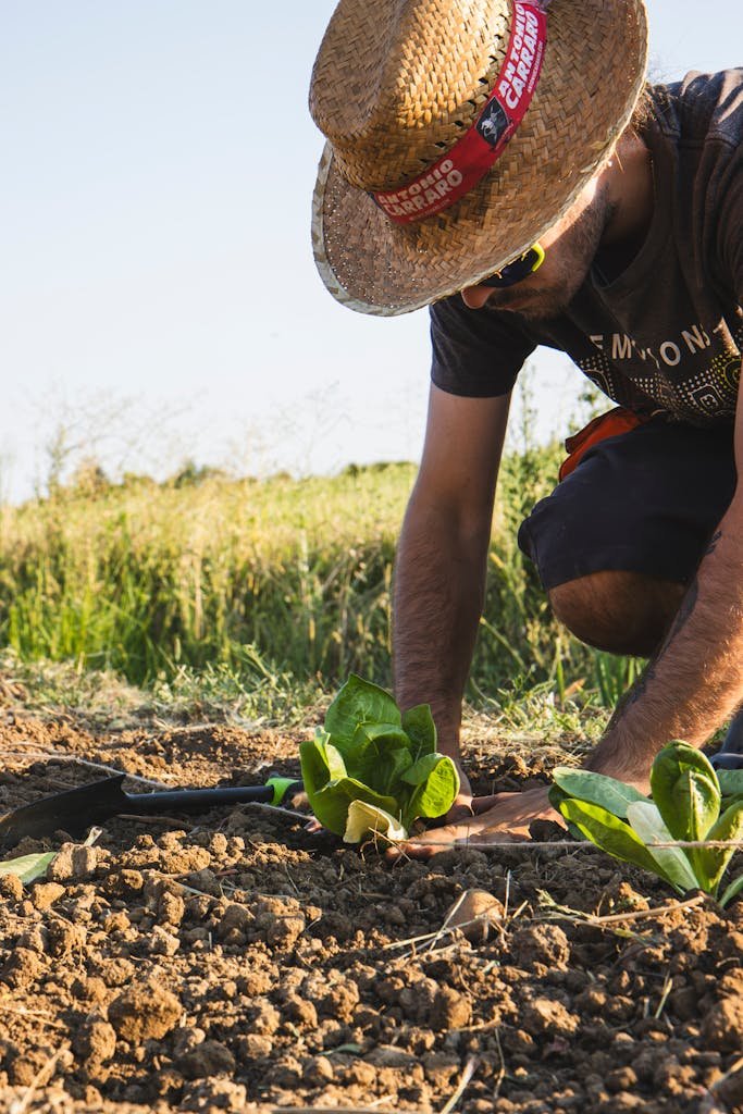 A man planting young plants in a farm field under the summer sun, focusing on agriculture.