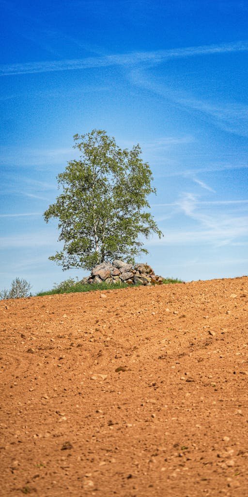 A single tree stands in a rural field under a clear blue sky.