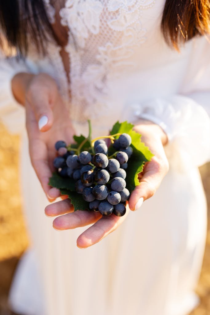 A woman in a white dress holds a bunch of ripe, fresh grapes in her hands, symbolizing harvest.