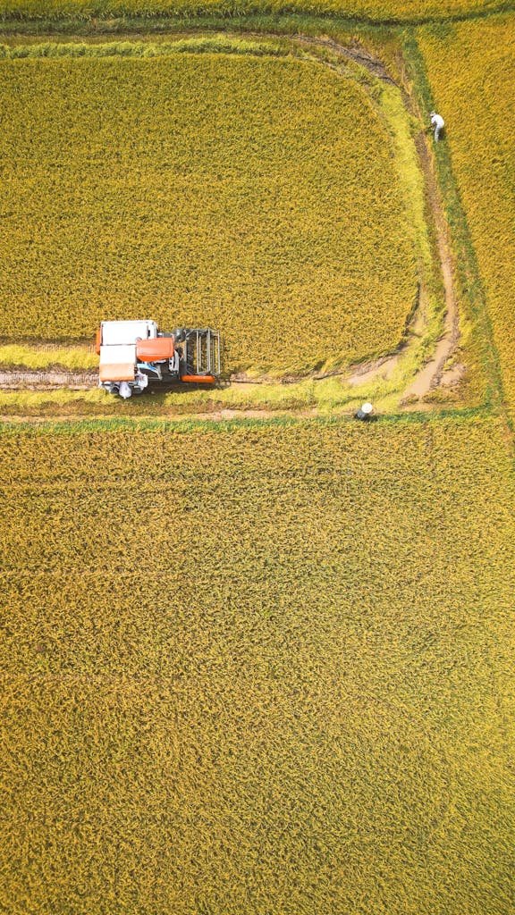 Aerial shot of a combine harvester working on a golden wheat field.