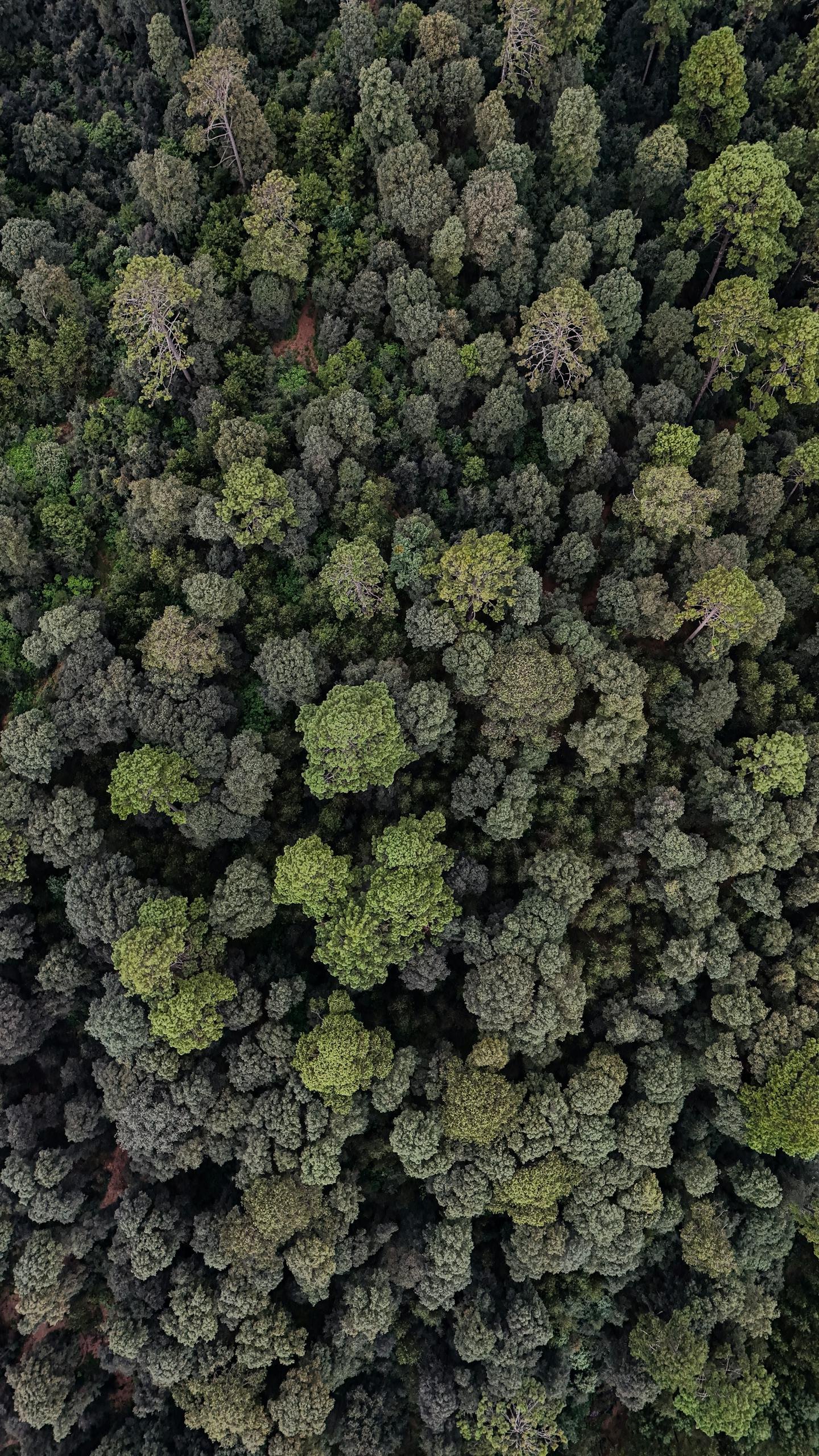 Drone shot capturing dense forest canopy in Mexico, showcasing diverse tree species and lush greenery.