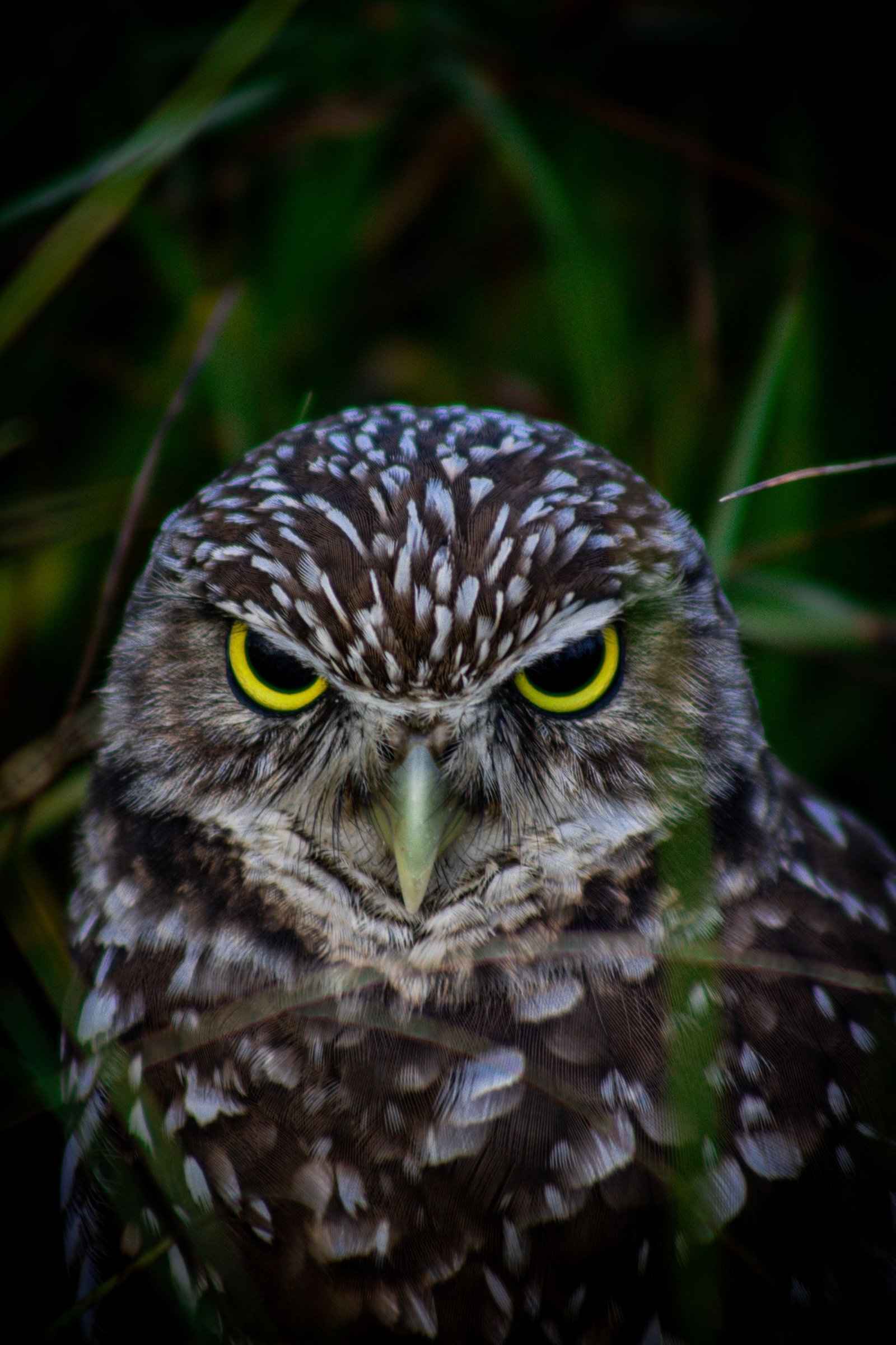 Close-up portrait of a burrowing owl with striking yellow eyes found in Miami, Florida.