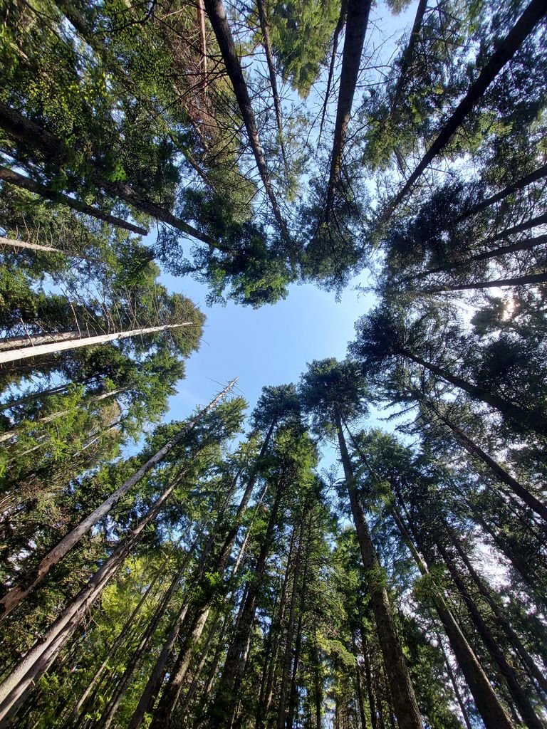 Stunning view of a forest canopy looking upwards, showcasing tall trees and blue sky.
