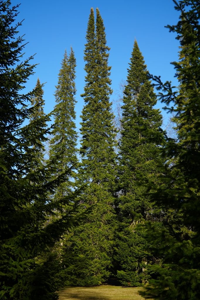 Tall fir trees reaching into a clear blue sky in a Russian forest.