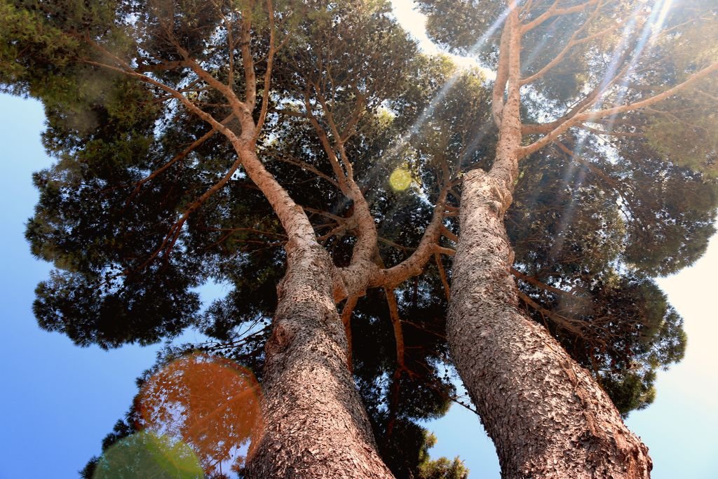 Upward view of tall pine trees with sunlight and lens flare against blue sky.